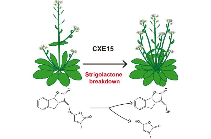 Researchers reveal catabolic regulation of plant hormone strigolactones