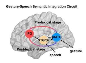 Researchers reveal dynamic neurocircuit in multimodal semantic processing