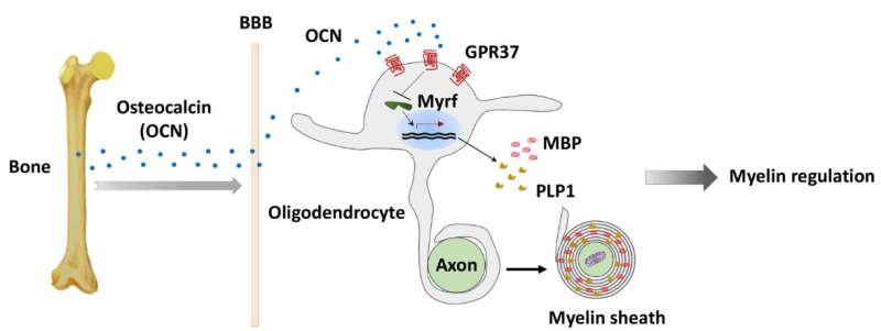Researchers reveal mechanism of oligodendrocyte myelination by osteocalcin hormone