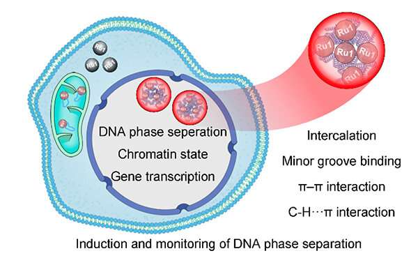 Researchers reveal molecular mechanism of ruthenium-complex-induced DNA phase separation