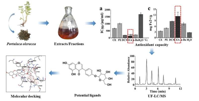 Researchers screen potential antioxidant, hypoglycemic and hypolipidemic components from Portulaca oleracea