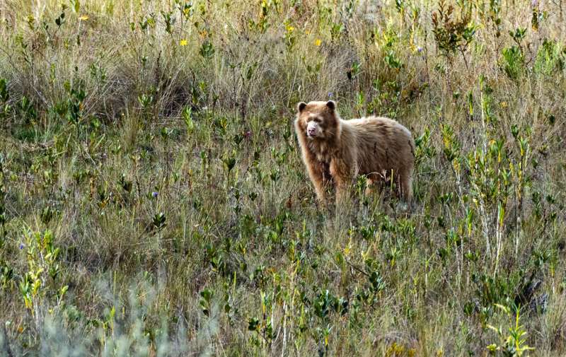 Researchers spot a “golden” bear while studying endangered spectacled bears in Peru