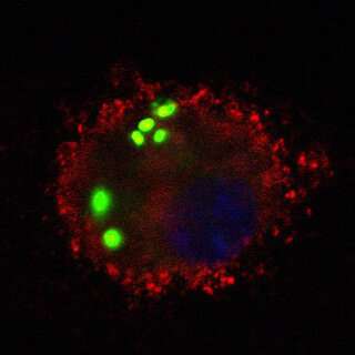 Researchers target a mouse's own cells, rather than using antibiotics, to treat pneumonia
