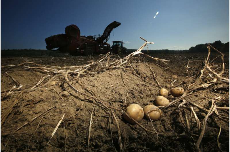 Researchers try producing potato resistant to climate change