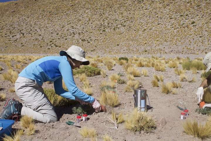 Researchers uncover “genetic goldmine” underlying plant resilience in extreme desert environment
