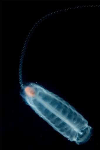 Researchers uncover new role for strange organisms in ocean food web