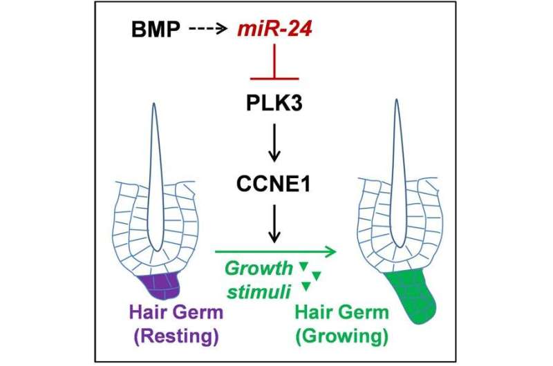 Researchers Uncover New Regulatory Mechanism for Skin Hair Regeneration Capacity