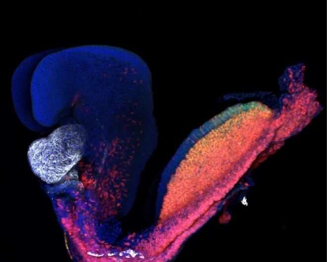 研究人员揭开了心脏的胚胎起源