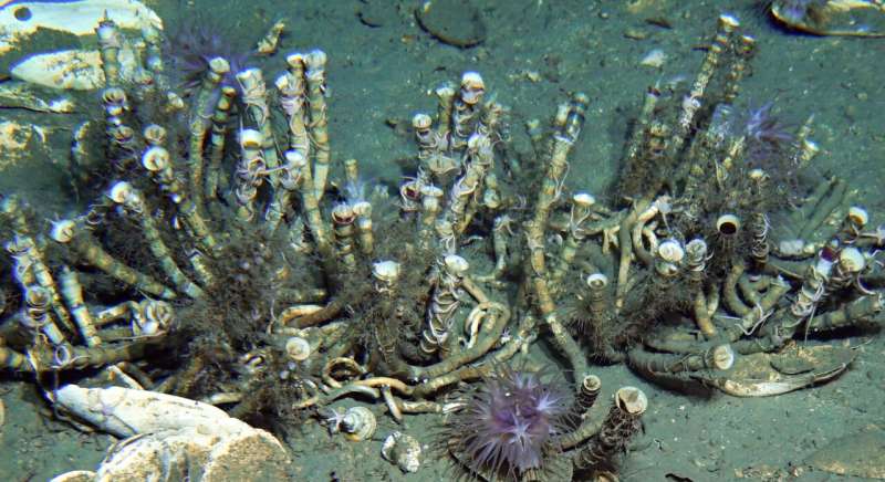 Researchers unlock genomic secrets of gutless deep-sea tubeworm
