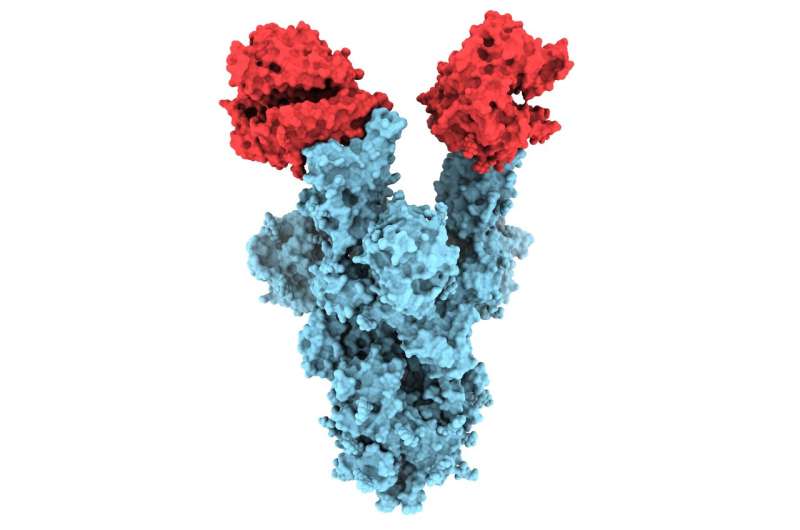 研究人员首次公布了COVID-19 B.1.1.7突变的分子图像