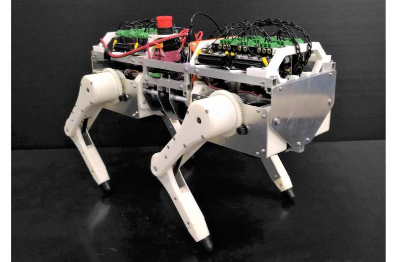 Researchers use robotic platform to study the reflex network of walking cats