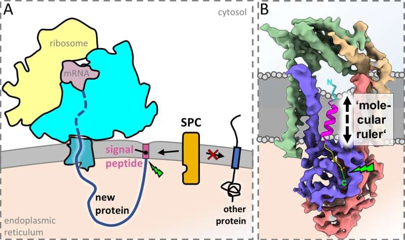 Researchers visualise ‘molecular postman’ that delivers important proteins