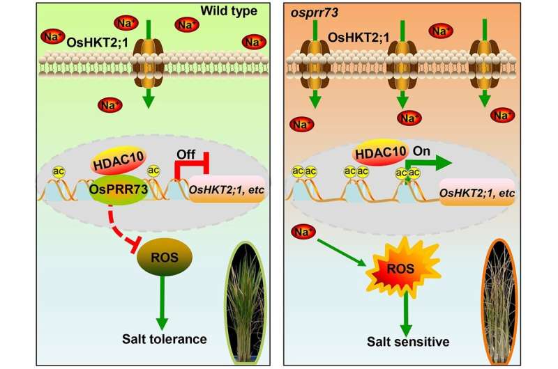 Researchers establish molecular link between rice clock components and salt tolerance