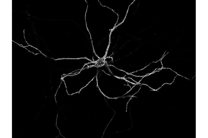 研究人员可视化神经元活动