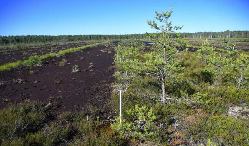 Restored peatlands store carbon and mitigate climate change