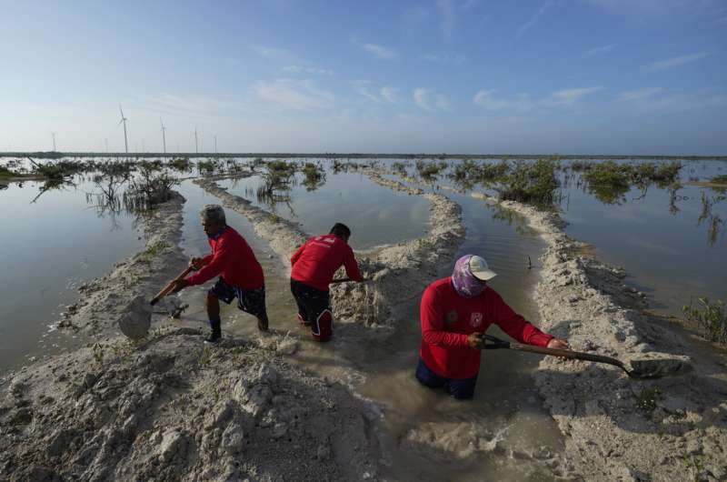 Restoring Mexico's mangroves can shield shores, store carbon