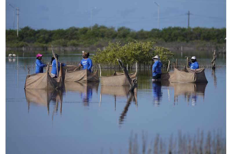 Restoring Mexico's mangroves can shield shores, store carbon