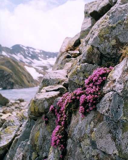 Retreating glaciers threaten herbs used to make iconic alpine liqueurs