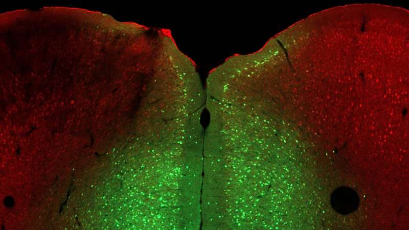 Reversing a genetic cause of poor stress responses in mice