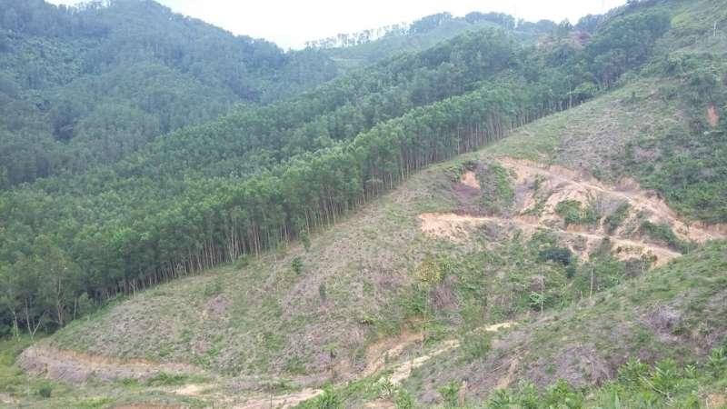 Rise in Southeast Asia forest clearance increasing greenhouse gases