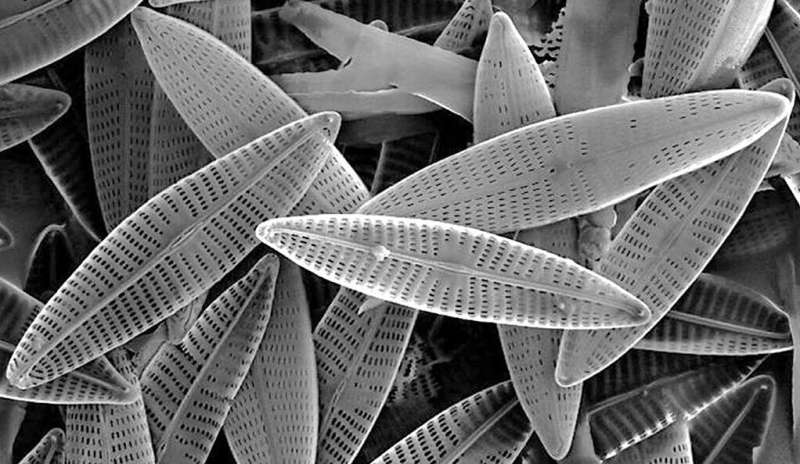 Rise of the diatoms — a new timeline