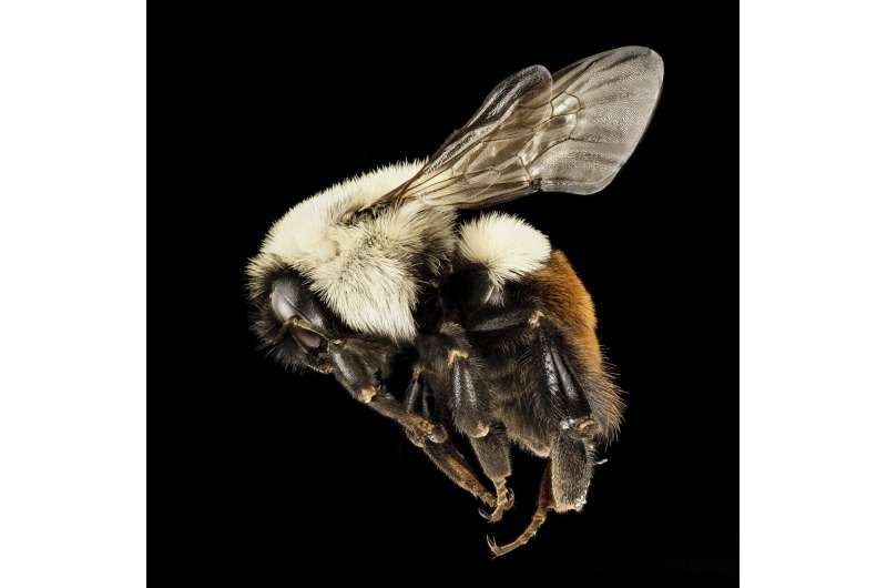 Rising temperatures overcook bumblebees' brunch