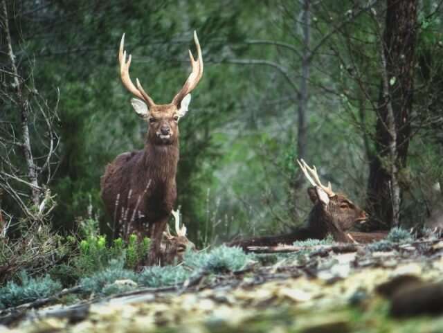 Rising Sika deer populations linked to bovine tuberculosis infections