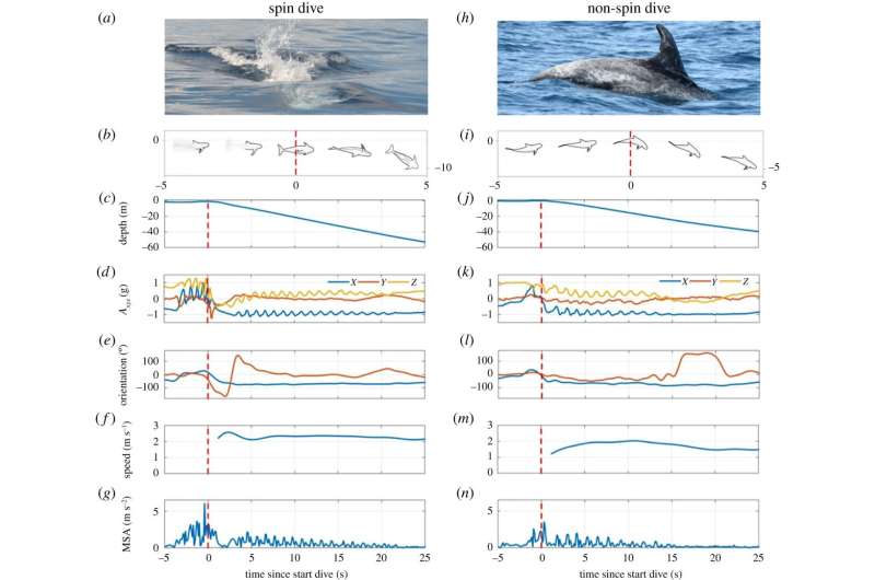 Risso's dolphins found to use spin move to dive deep for prey