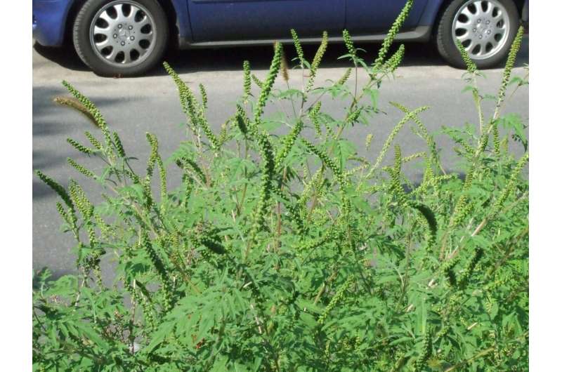 Roadside invader: The higher the traffic, the easier the invasive common ragweed disperses