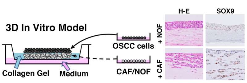 TGF-β/ SOX9轴在使用三维体外和体内模型致癌作用