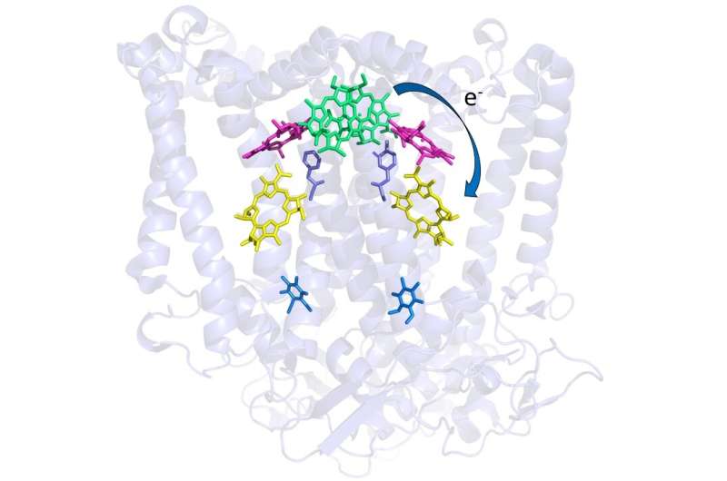 Room-temperature crystallography aids new study of photosynthetic bacteria