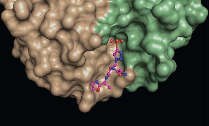 Salk team reveals never-before-seen antibody binding, informing liver cancer, antibody design