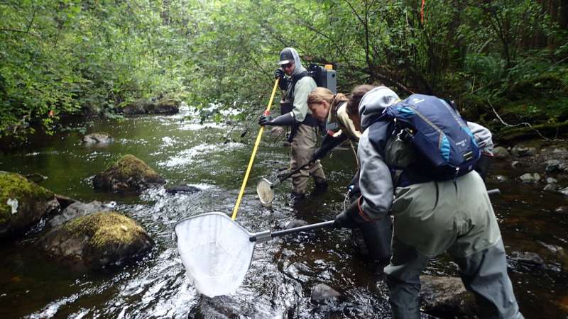 Salmon decline impacted by “squeeze” of combined river and sea stressors