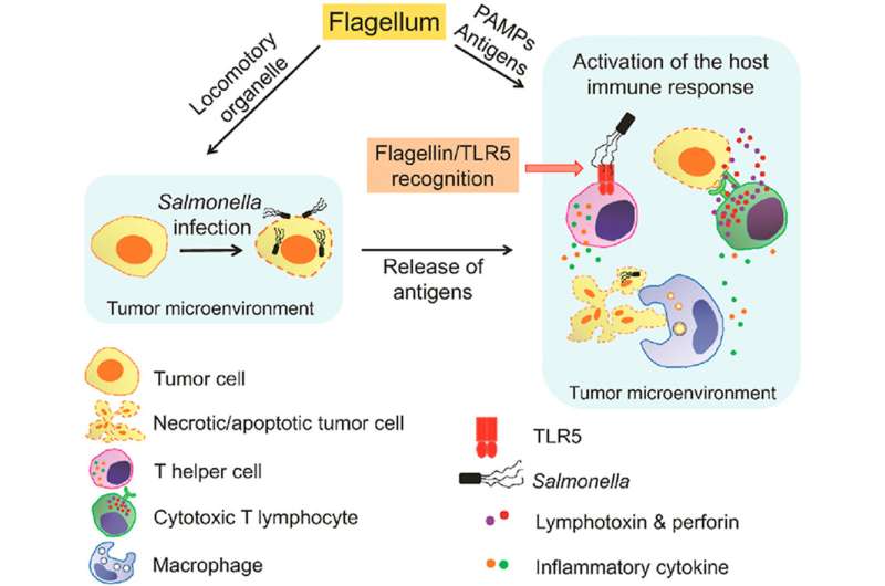 Salmonella flagella confer anti-tumor immunological effect within tumor microenvironment
