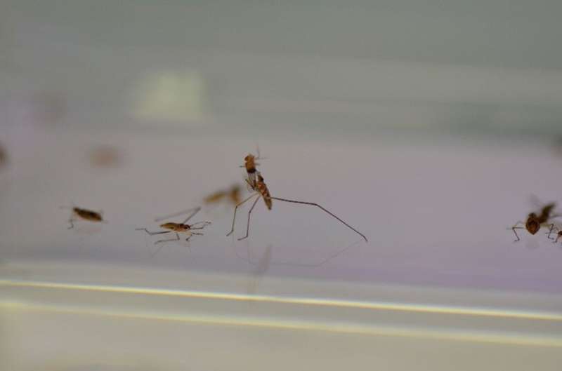 Same gene drives male water striders' long legs and the inclination to use them as weapons