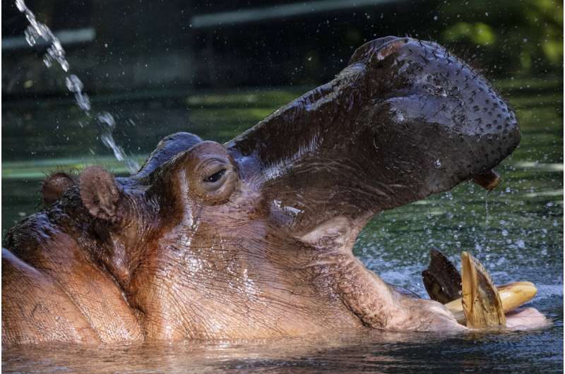 San Diego Zoo 'smiling hippo' named Otis is dead at age 45
