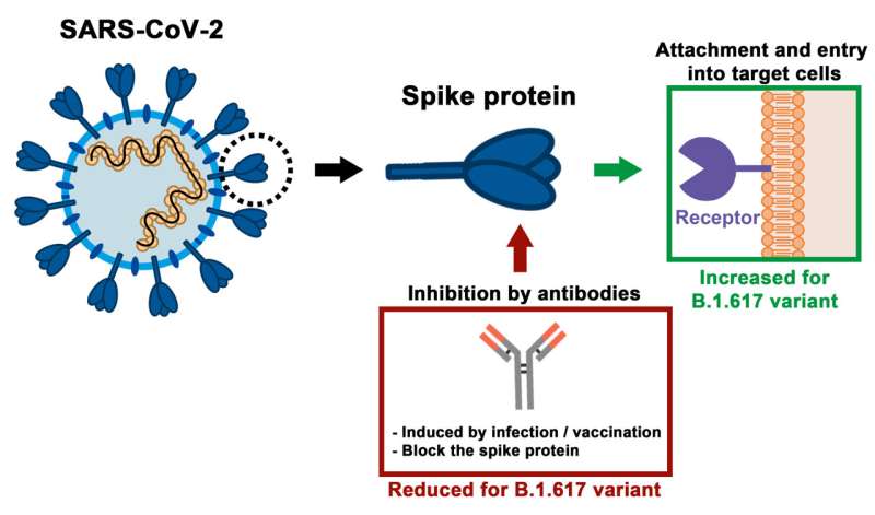 SARS-CoV-2 variant B.1.617 gives the immune system a hard time
