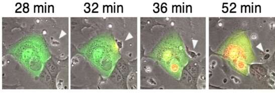 SARS-CoV-2: Infection induces antibodies capable of killing infected cells