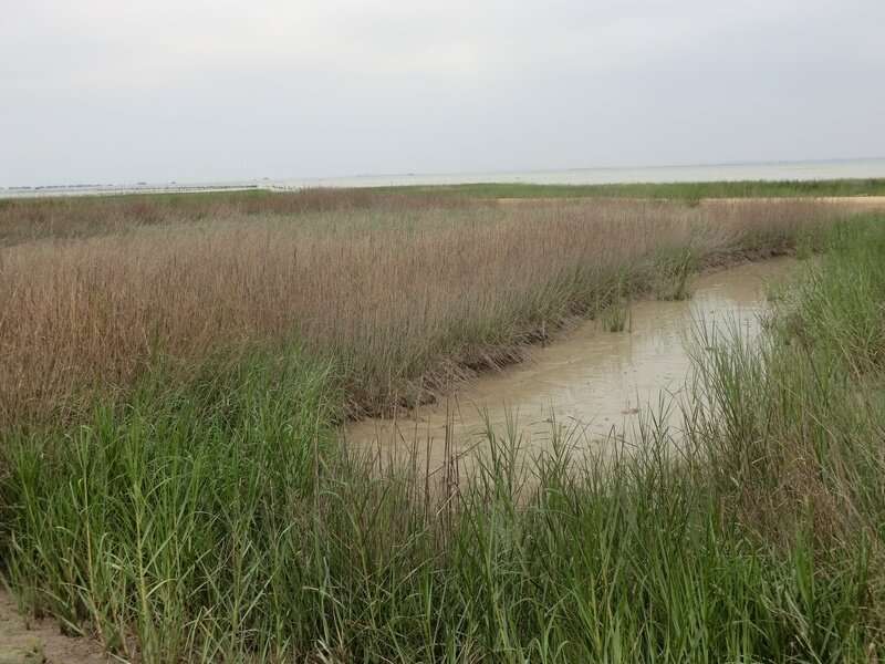 Satellite images show positive impact of conservation efforts for China's coastal wetlands