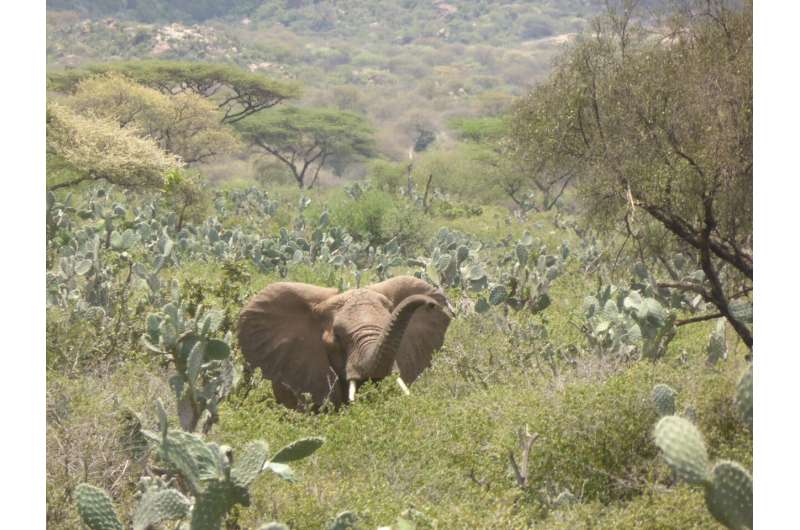 Satellites reveal Ethiopian elephants under threat – Oxford study