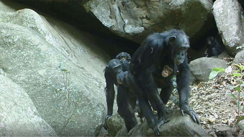 Savannas challenge preconceived notions of chimpanzee behavior