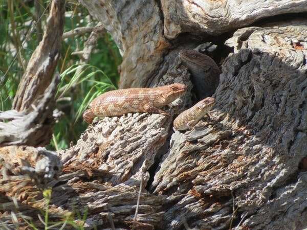 Saving these family-focused lizards may mean moving them to new homes—but that's not as simple as it sounds