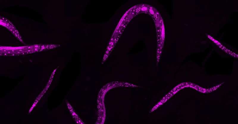 Scaling up genome editing big in tiny worms