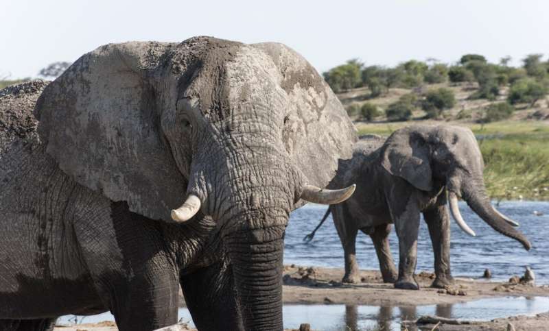 Scent trails could boost elephant conservation