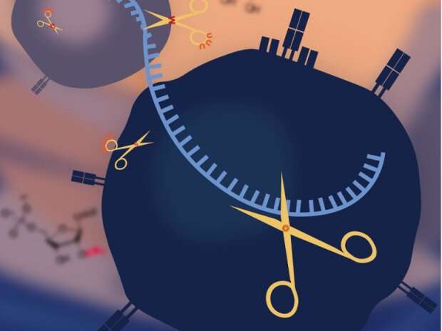 Scientists boost gene knockdown in human cells with CRISPR-Cas13 using chemically modified guide RNAs