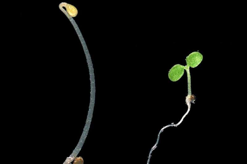 Scientists can switch on plants’ response to light