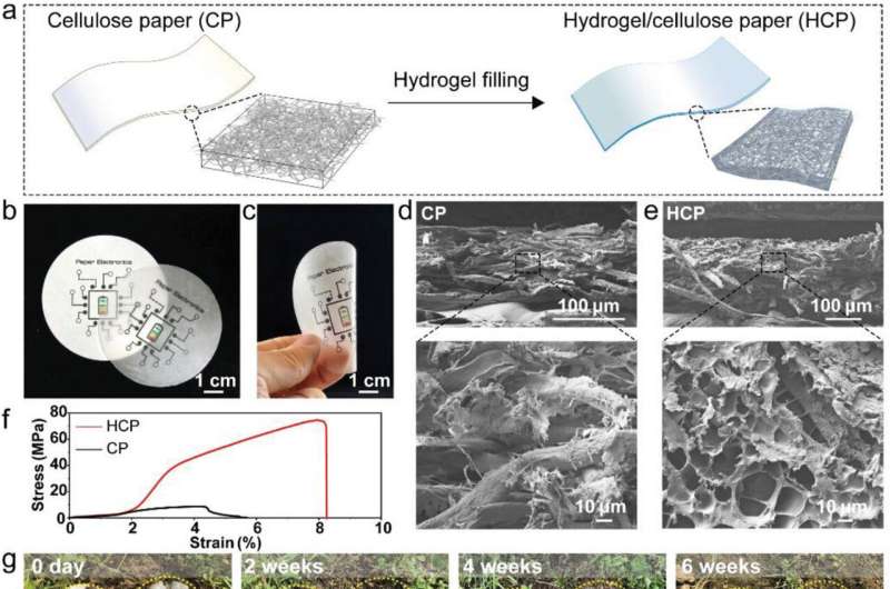 Scientists develop biodegradable printed paper batteries