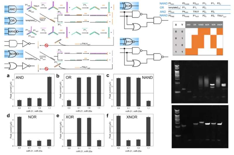 Scientists develop novel DNA logic circuits