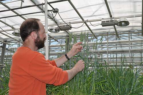 Scientists discover a protein that naturally enhances wheat resistance to head scab