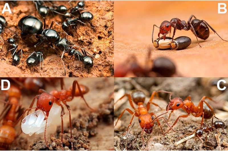 Scientists discover a host of reasons for the evolution of social parasites in ants